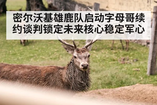 密尔沃基雄鹿队启动字母哥续约谈判锁定未来核心稳定军心